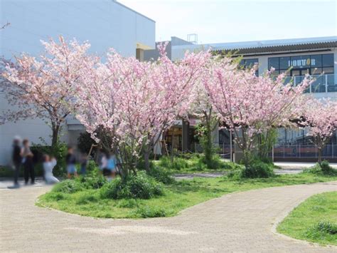 子孫樹|三春滝桜